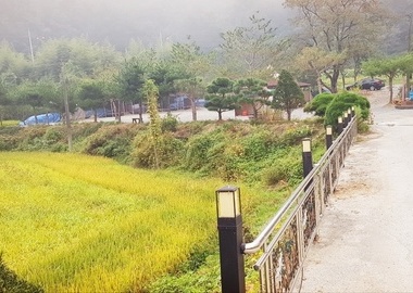 캠핑장 솔밭